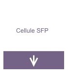 Cellule SFP