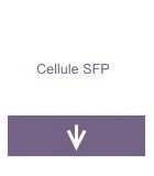 Cellule SFP